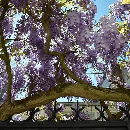 Wisteria *