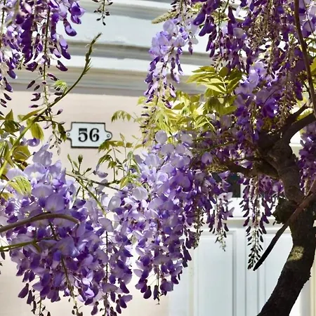 Wisteria * Fontainebleau
