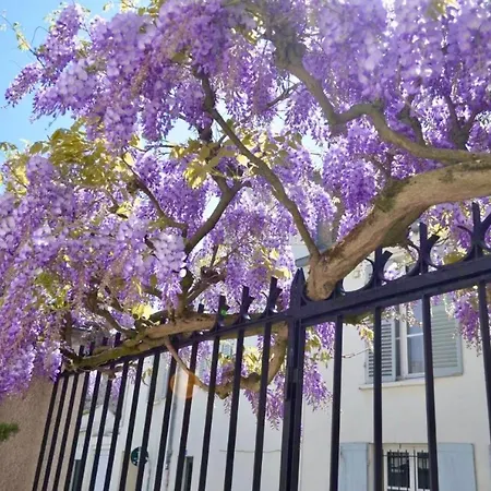 Wisteria