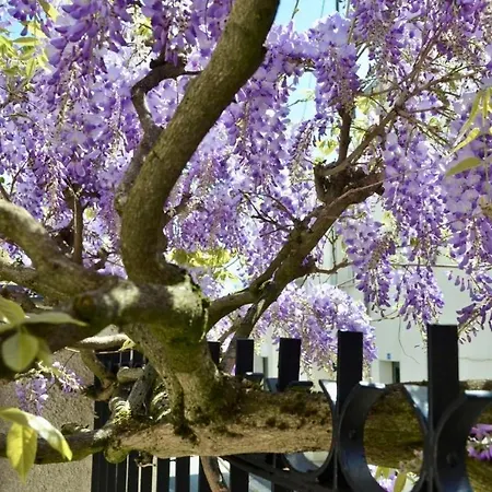 Wisteria Couette-café