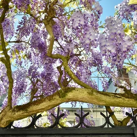 Couette-café Wisteria