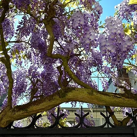 Wisteria Fontainebleau