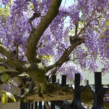 Bed & Breakfast Wisteria *