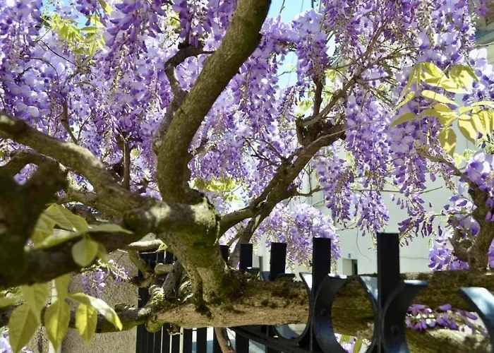 Wisteria Bed & Breakfast